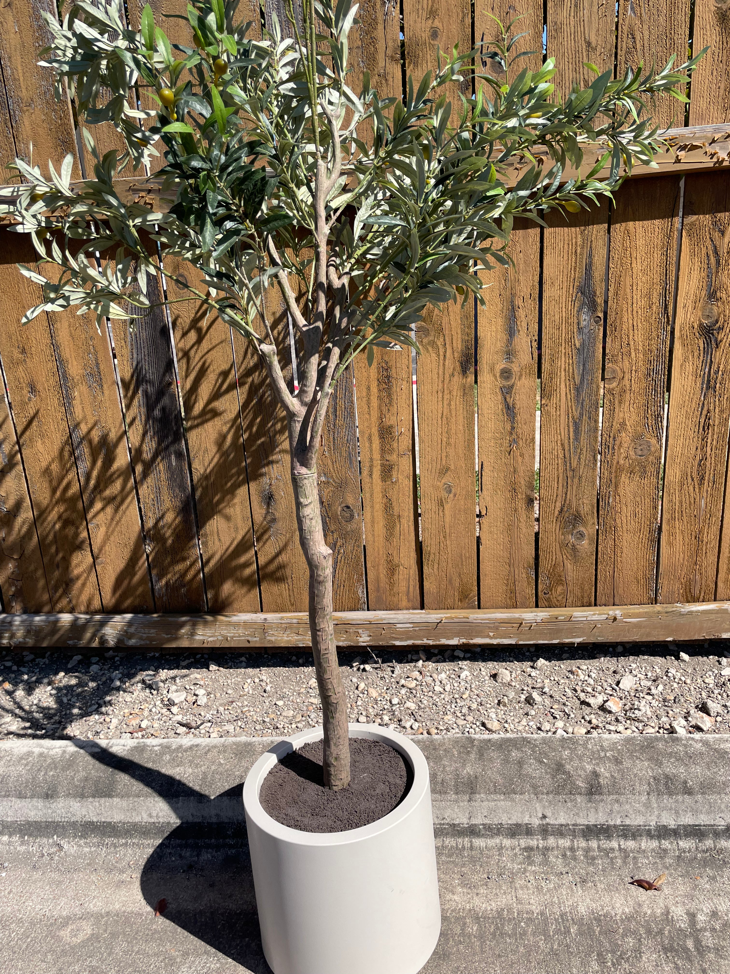 Faux 6.5' Olive Tree with Cream Planter – CG Hunter