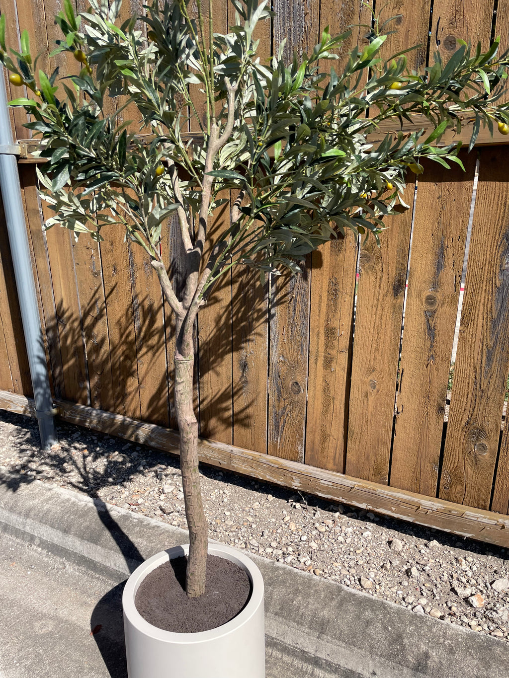 Faux 6.5' Olive Tree with Cream Planter – CG Hunter