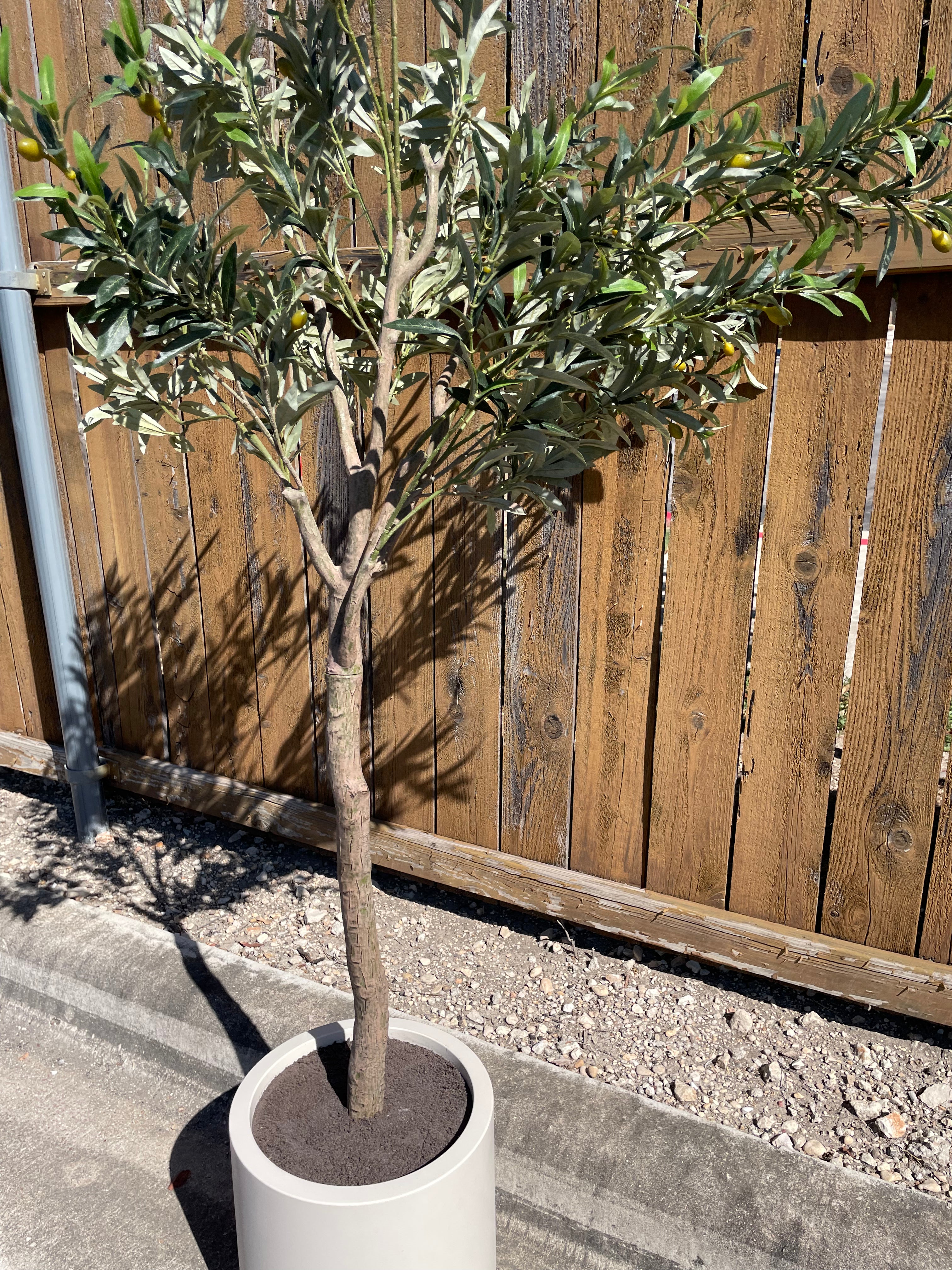 Faux 6.5' Olive Tree with Cream Planter – CG Hunter