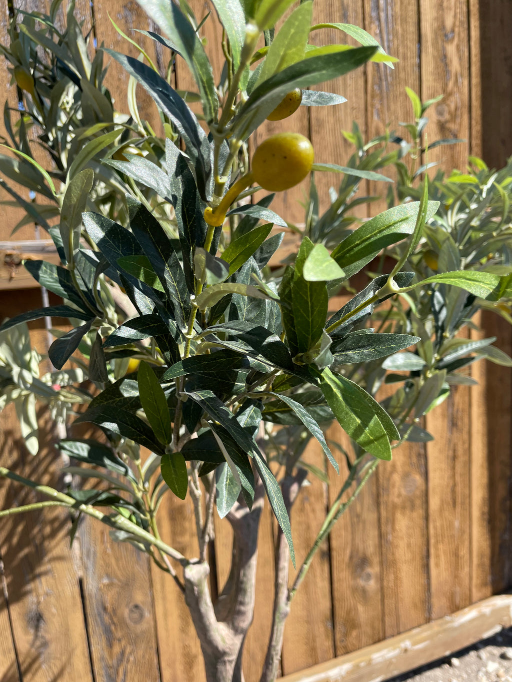 Faux 6.5' Olive Tree with Cream Planter – CG Hunter