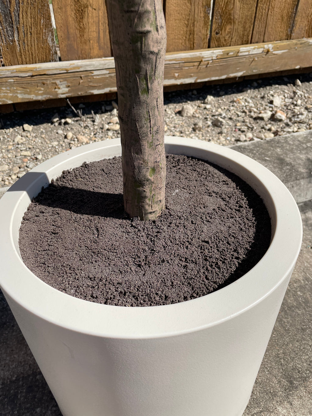 Faux 6.5' Olive Tree with Cream Planter – CG Hunter