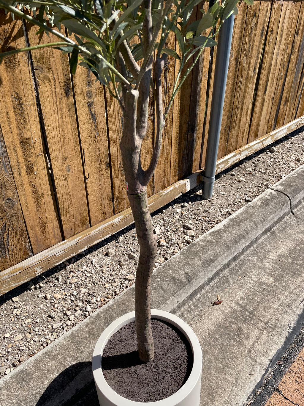 Faux 6.5' Olive Tree with Cream Planter – CG Hunter