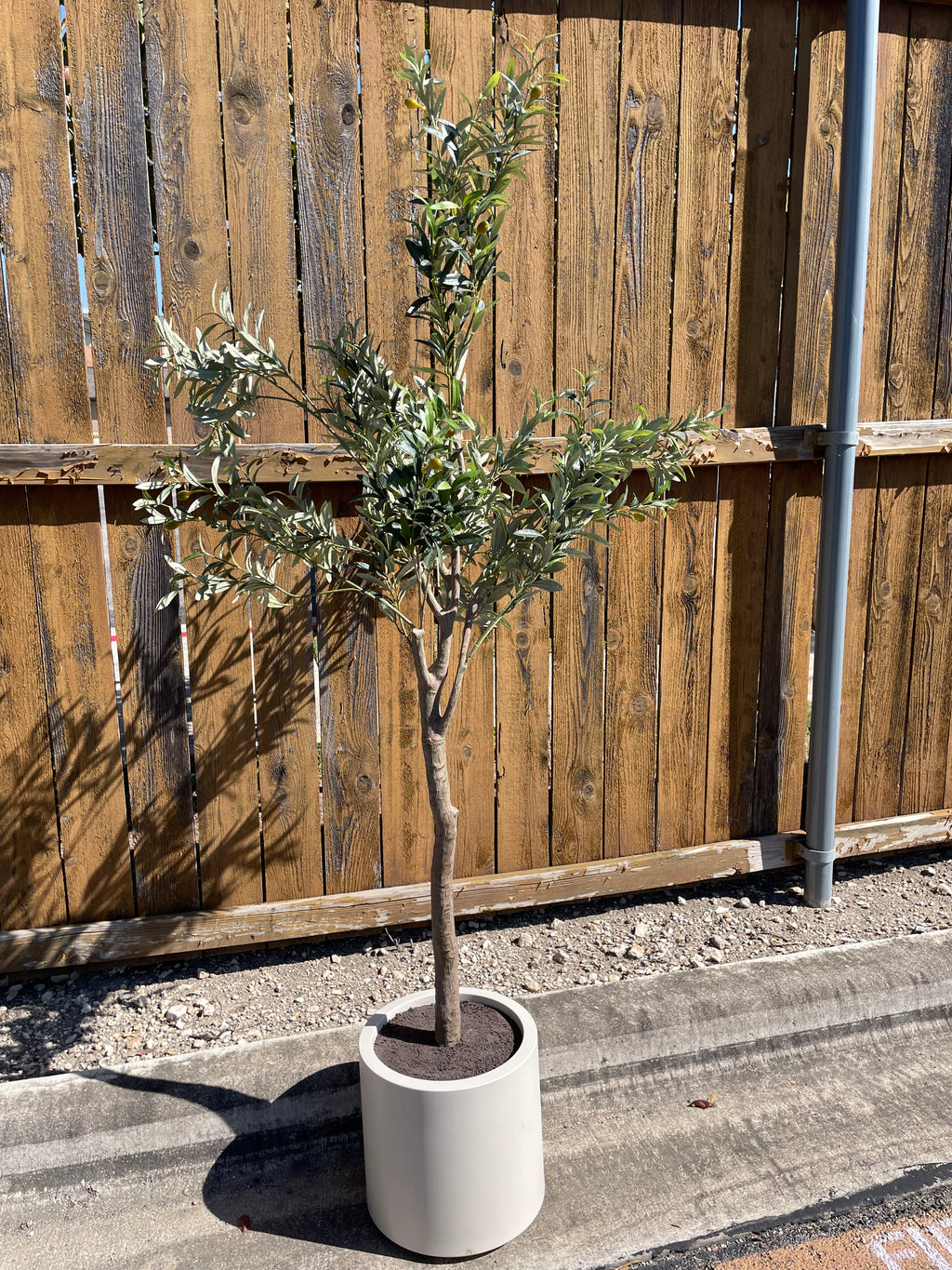 Faux 6.5' Olive Tree with Cream Planter – CG Hunter